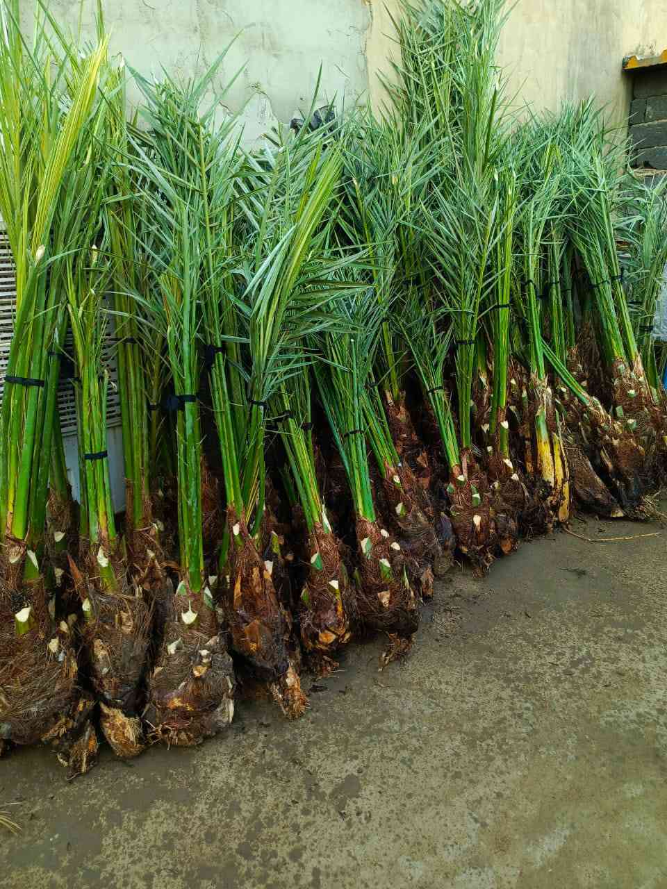 سلام عليكم  يوجد لدينا قرنفلي مشمشي عجوة خيارة برحي مجهول مكتوم جبجاب بريم بلكة اشرسي  شويثي و انواع النخيل ***********
