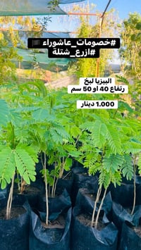 خصومات عاشوراء • اشجار • شتلات