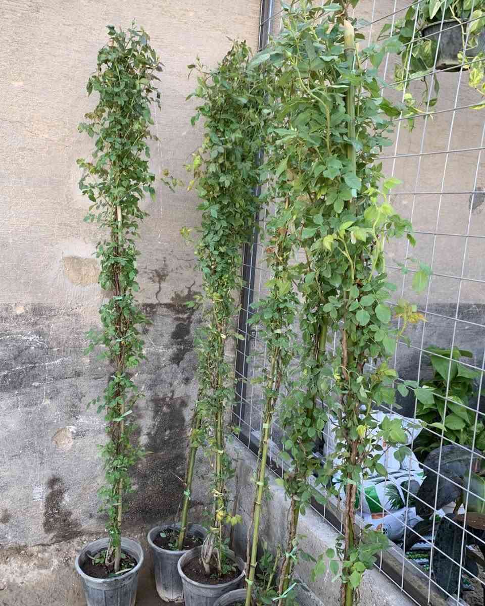 #متسلق #جهنميه #ونسرين


**إذا كنت صاحب هذا الإعلان وتريد حذفه لأي سبب، رجاءا أرسل رسالة إلى الدعم الفني**