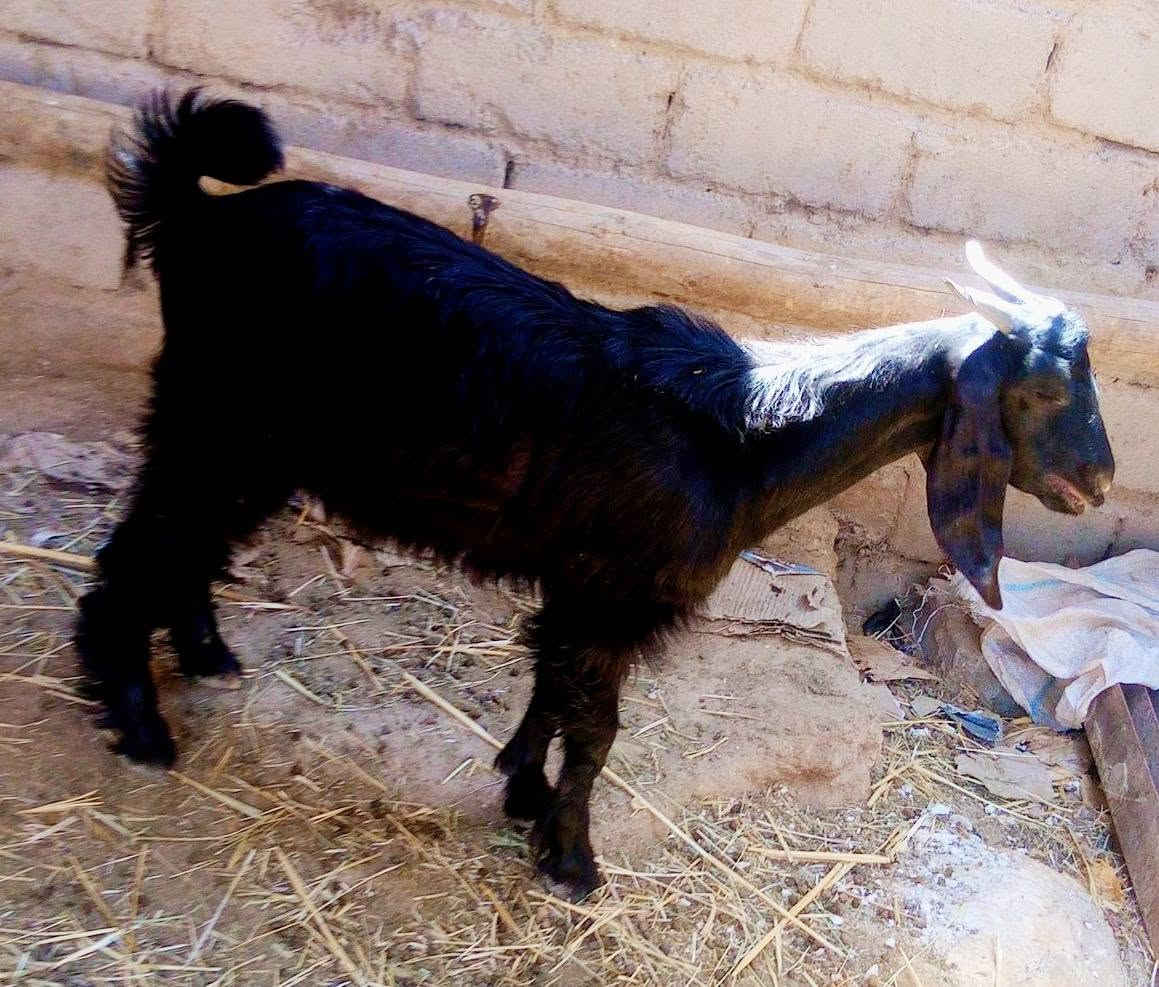 سعره 160 الف 
صخل ذكر يكفز وسمين مكان الشطره ***********
