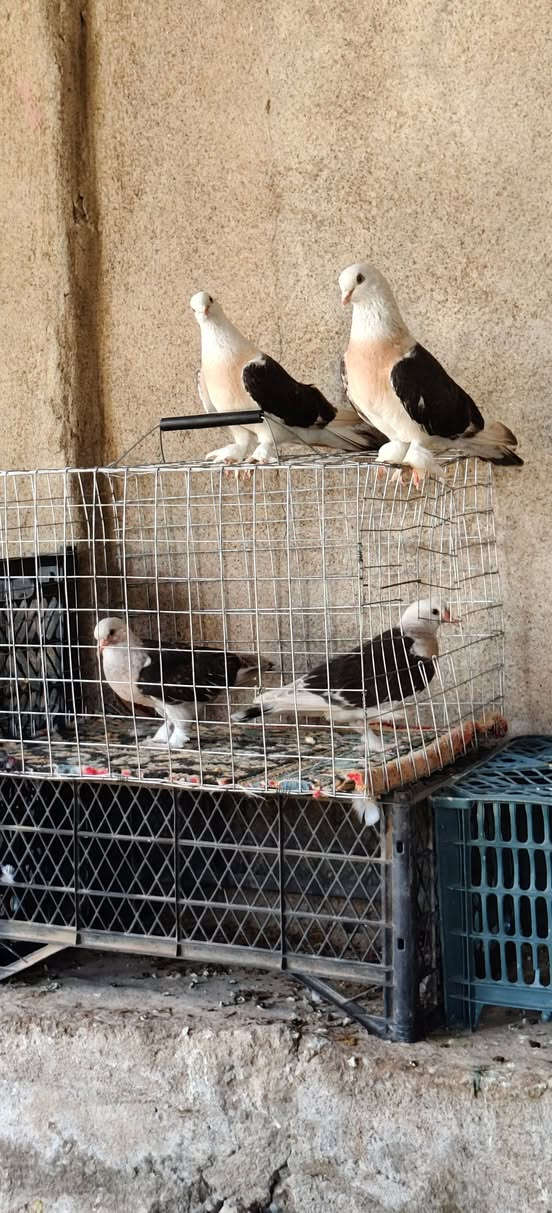 متاح لطخات هنا وفراخهن 
متواجد عالخاص


**إذا كنت صاحب هذا الإعلان وتريد حذفه لأي سبب، رجاءا أرسل رسالة إلى الدعم الفني**