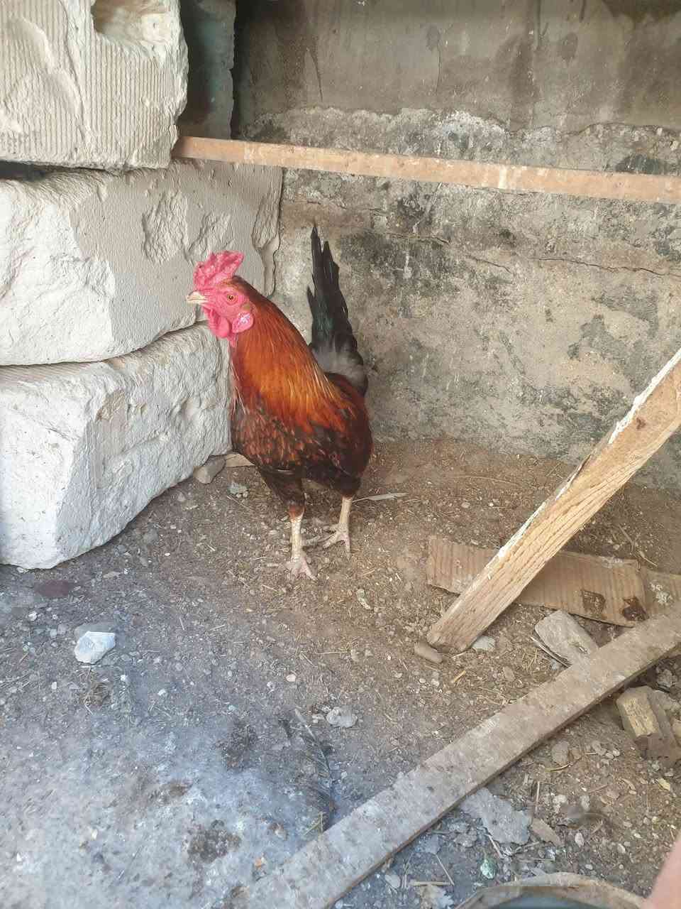 البيع قفل ١٥


**إذا كنت صاحب هذا الإعلان وتريد حذفه لأي سبب، رجاءا أرسل رسالة إلى الدعم الفني**