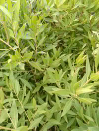 كابرس • سندان ١–١٫٥م • سندان كبير ٢م