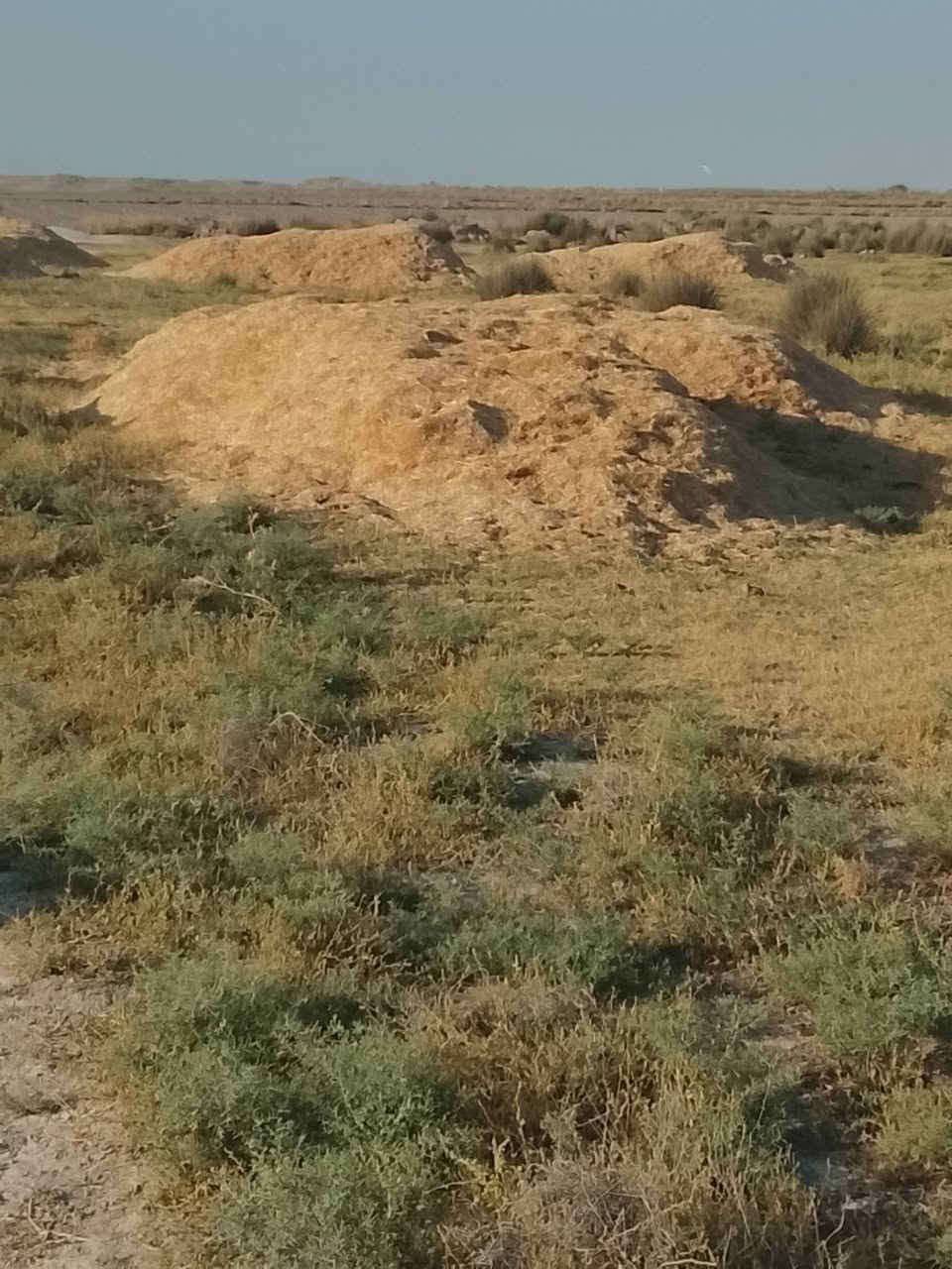 تبن للبيع مكان كنعان والرقم ***********
