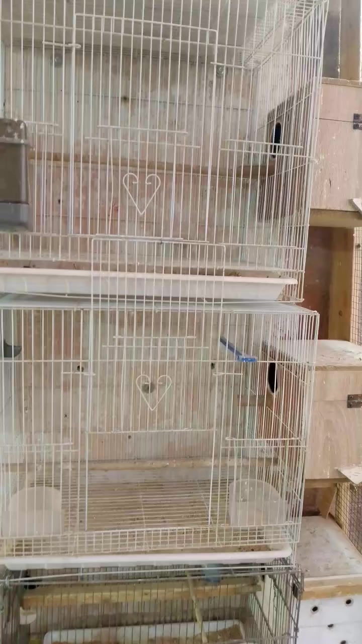 السلام عليكم متاح خانات تكاثر للبيع العدد 9
كاملات عنواني النجف الاشرف الحولي شارع 30ابو السوك خلف الملعب ***********
