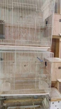 خانات تكاثر • عدد ٩ • النجف الحولي