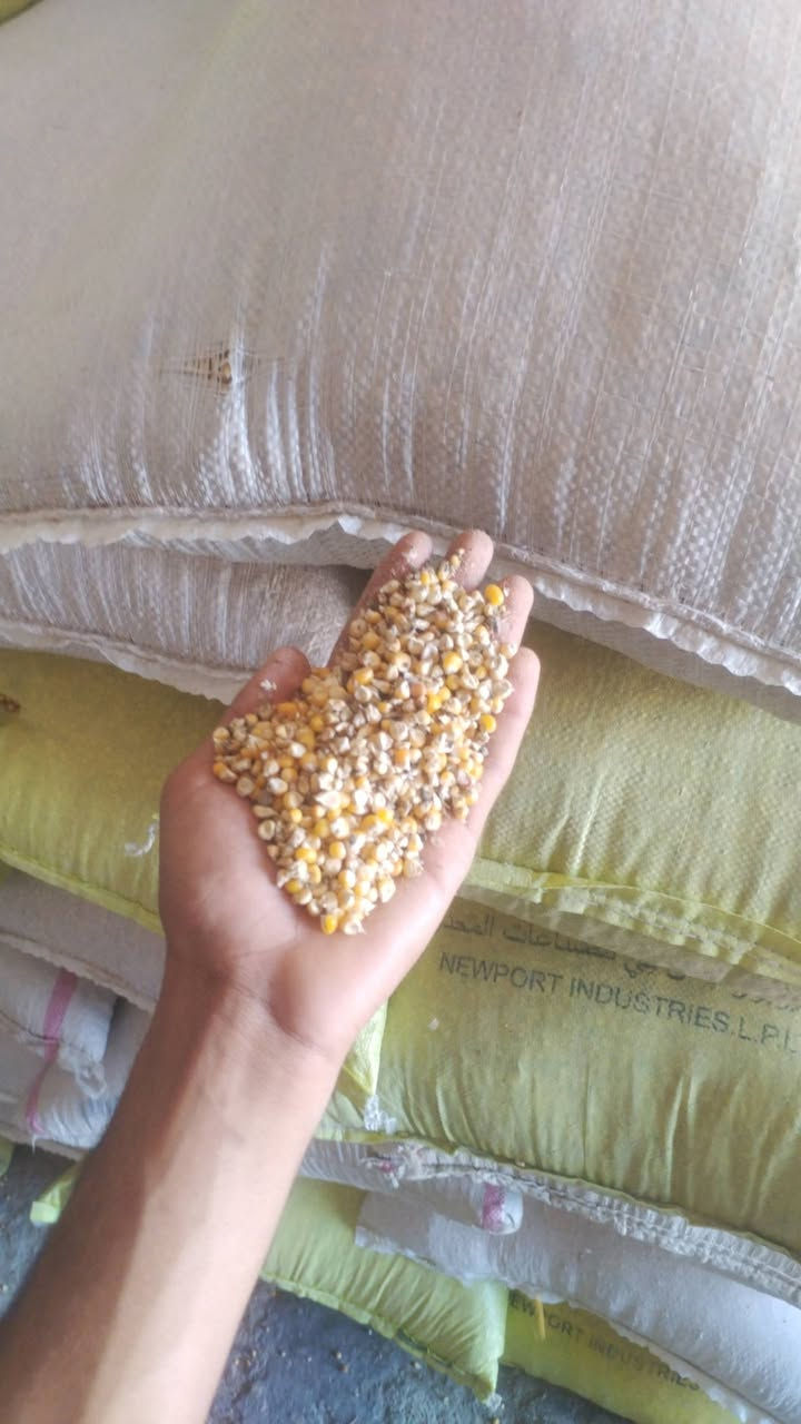 سلام عليكم يوجد ذره ناعمه عراقي مال السنه كميه 3طن النضافه كدام عينكم  سعر مناسب... ***********
