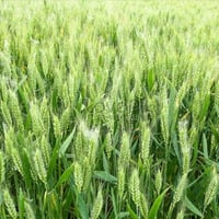 أرض زراعية • واسط • ٢٠٠ دونم