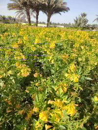 شتلات • ٣٥٠ شتله • توصيل لبغداد ومحافظات