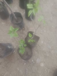 اشجار مثمرة • تين • عنب