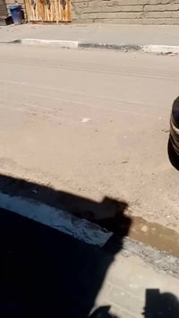 كيا ابرص • ٢٠٠٥ • باسمي