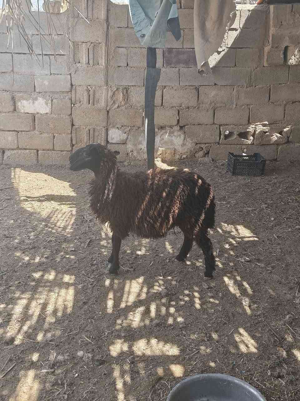 متاح فطيمه سود حلوه وين جنايه سود شرط نصاح سمن سعر خاص  مكان بروانه سنجك يوجد توصيل حسب لاتفاق تم لبيع الله يبارك بيه


**إذا كنت صاحب هذا الإعلان وتريد حذفه لأي سبب، رجاءا أرسل رسالة إلى الدعم الفني**