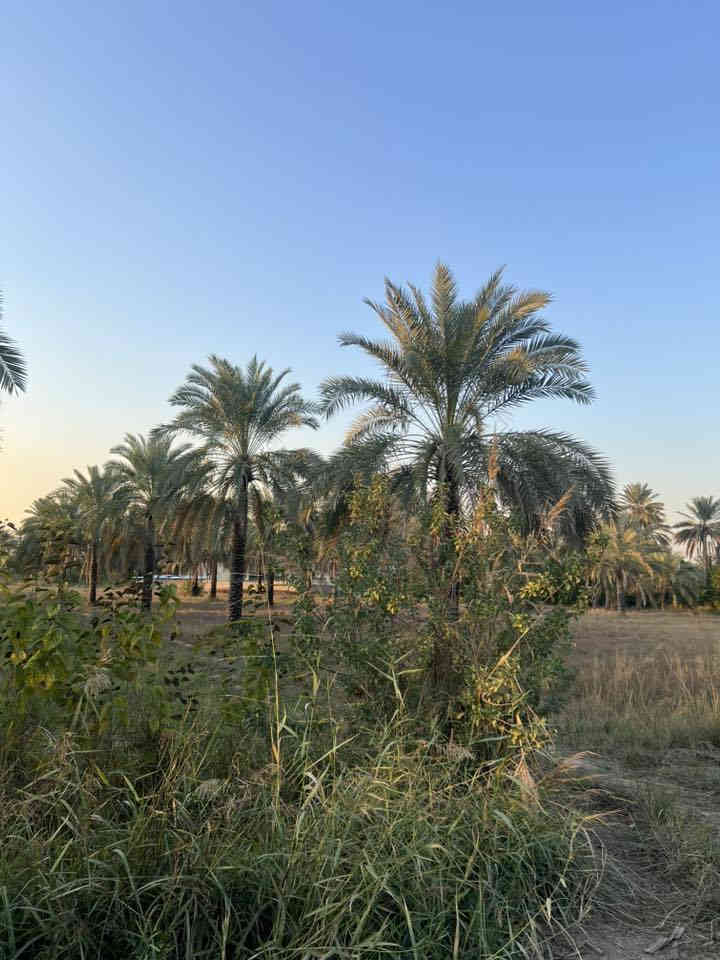 السلام عليكم
للبيع دونمين و500متر طابو سند 25 واجهة الأرض 55متر الموقع بغداد المدائن شارع سيد علي للاستفسار ***********
