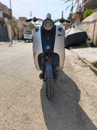 فينو • كلاسيك • فحل