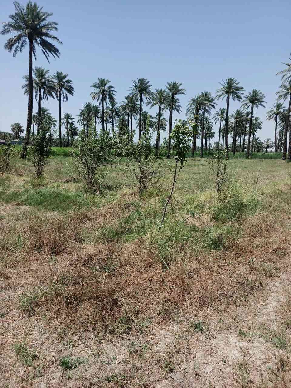 يا الله سلام عليكم قطعه ارض البيع طابو سند ٢٥  تحويل مباشر  طابو المدائن
المساحة  ١٧٠٠ متر ثاني قطعه عن سده 
الوجهة ٣٥ متر

العنوان المدائن منطقة جعاره ترهم مزارعه 

موقع جدا راقي كله خضار قرب نهر دجلة 

الاستفسار اتصال برقم ***********
