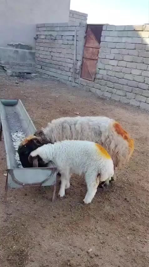 سلام عليكم
يوجد مطفل وراه فطيمه محنيه فوك بنته شرط النصاحه المكان بيجي حي العصري الشراي يخابرني عله رقم ***********
