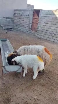 فطيمه • بنت • حي العصري