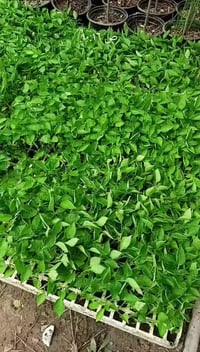 باذنجان نوعين • طماطم • فلفل حار وبارد