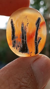 اليماني الانسي • نوادر • غير مجمر