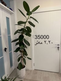 مرجوحه • ٢.٢م • سلێمانی