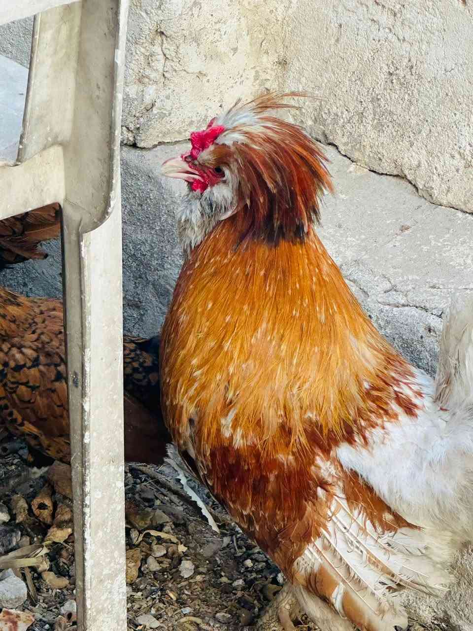 للبيع


**إذا كنت صاحب هذا الإعلان وتريد حذفه لأي سبب، رجاءا أرسل رسالة إلى الدعم الفني**