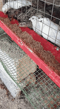 سلام عليكم متوفر بيض سمان جديد يوميه كول يومين تقريبا 150 بيضه سعر ال 100 بيضه 15 الف مكاني كركوك الي يريد يحجز خلي يخابرني  عالخط او واتس اب 
***********
