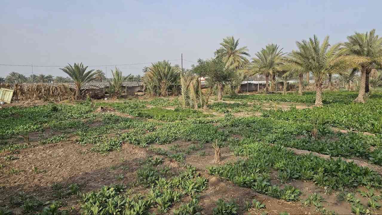 دونم مخدوم في كربلاء💯
✅️دونم للبيع واجهه 40 م
وجه على بزل رئيسي مباشر 
طابو سند 25 تحويل بالطابو 

✅متوفرة كافة الخدمات 
تبليط، ماء، كهرباء، مدارس 

✅️الموقع كربلاء - منطقة الجذار 
شارع نجف كربلاء عمود 1140
يبعد عن شارع الزوار  5 كم 
يبعد من مركز مدينة كربلاء 15 كم 

💰السعر 110 مليون عقاري كربلاء 

📞 إتصل الآن:  ***********
