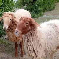 غنم ١٢ راس هن وصخلتهن ١١ راس غنم مضاريع بناتها مبينه وصخلة مطفل وراها ...