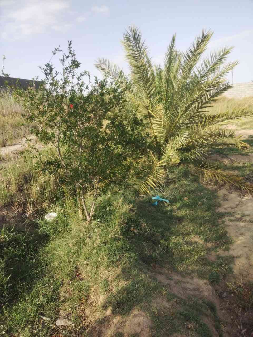المكان قضاء الغراف 
يا الله  السلام عليكم دونم زراعي ورا البراز... يحتوي على 15 نخله حمالات وكم شجرة بين رمان  ونبك تصلح للسكن او مزرعة كلشي ترهم ماي اساله وكهرباء  ومولد وشارع تبليط ومدارس جميع الخدمات متوفرة  السعر 17 وبيه مجال 
والشراي يتصل ويدلل ***********
