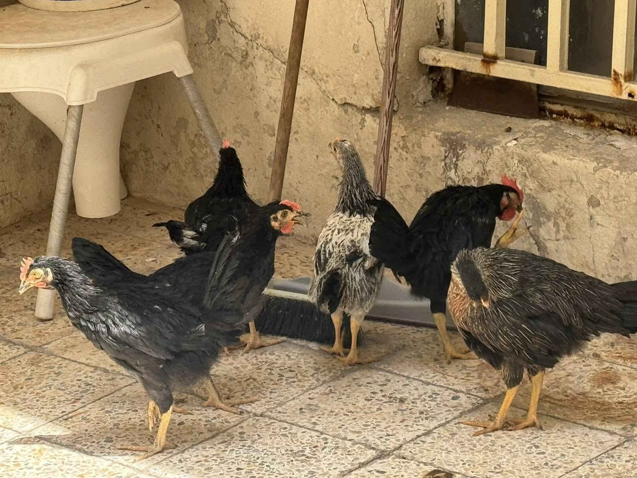 للبيع ٣ دجاجات وديوجه ٢ مكاني المشتل شارع المطبك ٥٠ الف دينار مينزل من سعرهن مال بيت نضيفات فروجات خشنات وهاي الصور كدامك حته لقاح ماخذات


**إذا كنت صاحب هذا الإعلان وتريد حذفه لأي سبب، رجاءا أرسل رسالة إلى الدعم الفني**