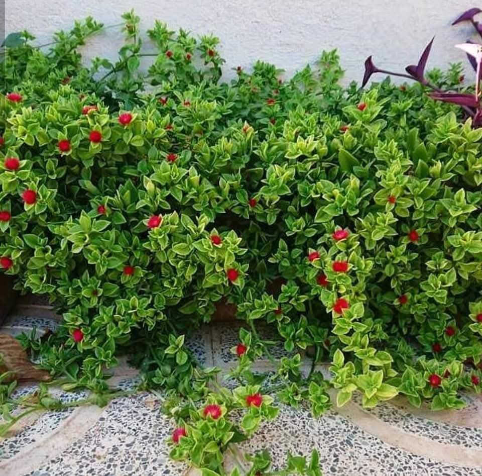 وفرتلكم قطرة الندا او المسما تراجي العروس بكثافة جدن  راقيه ومناسبة جدآ  كل هاذي التشكيلات وترتيبات سنادينكم 
وحدائق كم  تلكوه ب مشتل النورين 
 عنوانه #شارع_الغطاس_خلف_المجمع_السوري


**إذا كنت صاحب هذا الإعلان وتريد حذفه لأي سبب، رجاءا أرسل رسالة إلى الدعم الفني**