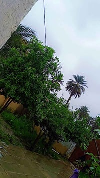 طابو اسود • دونم • الرميثة الصويحية