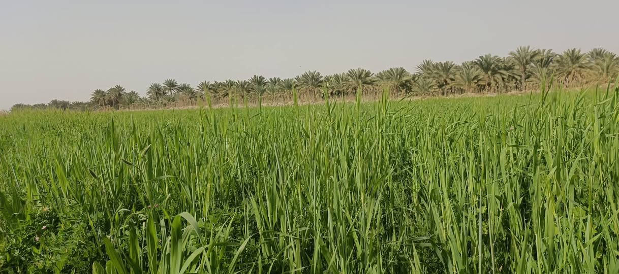 سفحه 9دونمات للبيع اليريد يتصل على هاذه الرقم‏‪***********‬‏
