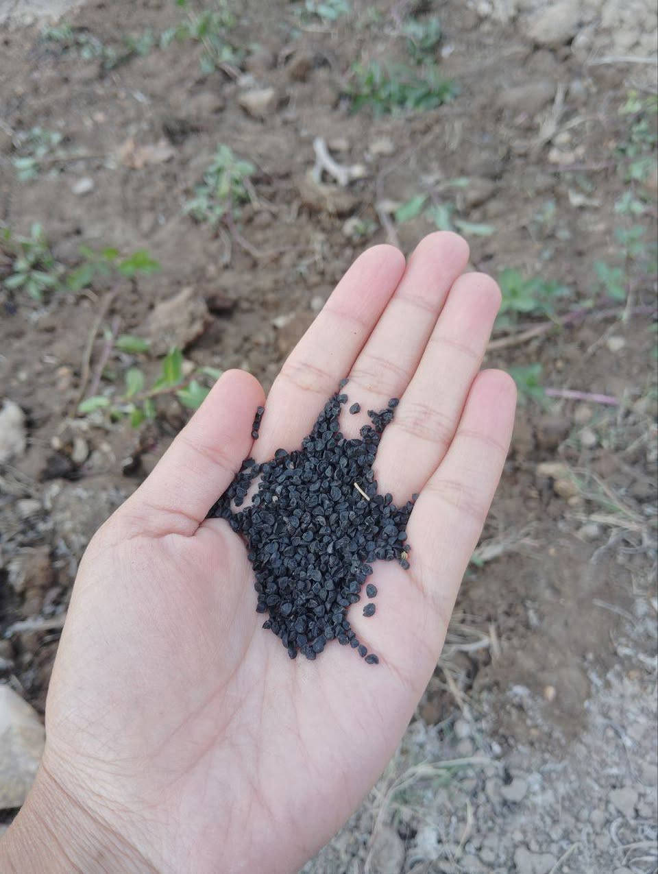 توفر بذور خضرة سعر المغلف الف ونص
يقطين 
قرع 
خيار 
بامية 
بطيخ 
شمام 
فلفل 
رشاد 
كرفس 
فجل 
كراث 
ريحان 
دوار


**إذا كنت صاحب هذا الإعلان وتريد حذفه لأي سبب، رجاءا أرسل رسالة إلى الدعم الفني**