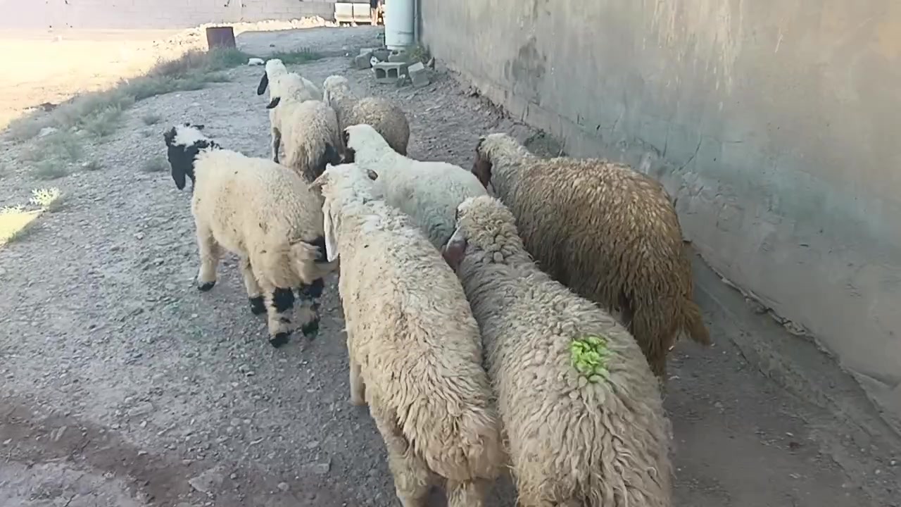 سلام عليكم طليان للبيع شلع او مفرد شراي يتصل ***********خاص واتساب توصيل موجود مكاني حي البتول
