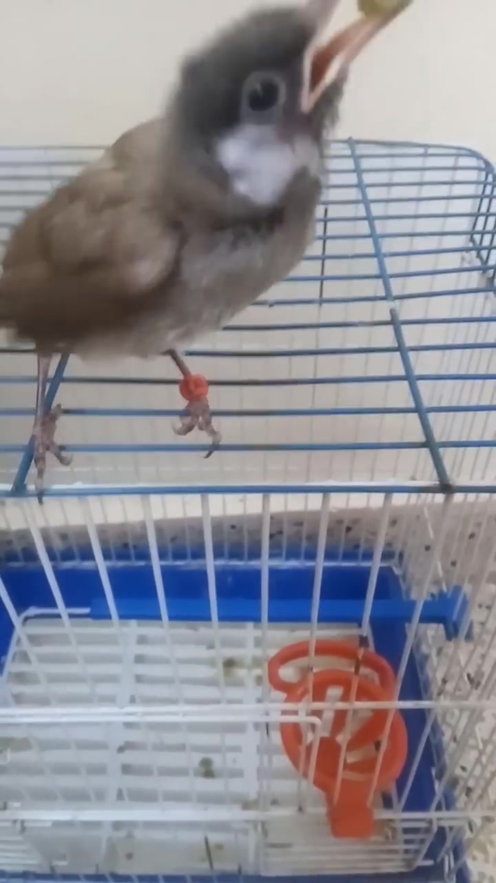 للبيع معا القفص فحل طينه محجل بدايه فطام ينكر. السعر ٥٠ وبي مجال تعال خاص وتدلل


**إذا كنت صاحب هذا الإعلان وتريد حذفه لأي سبب، رجاءا أرسل رسالة إلى الدعم الفني**