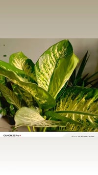 دفنباخيا • ١م • عرض