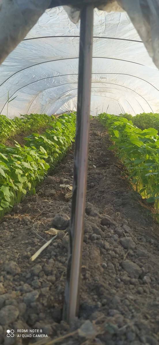 يوجد لدينا بذور بانيا فرنسيه بنت القوطيه الربعينيه متعهده شرط   الحوي الخاص مفتوح واتساب ***********
