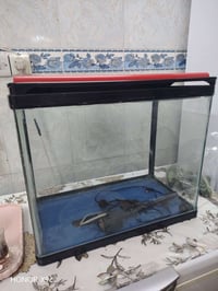 حوض سمك • كهربائيات شغالة • ٤٧×٣٢×٥٧ سم