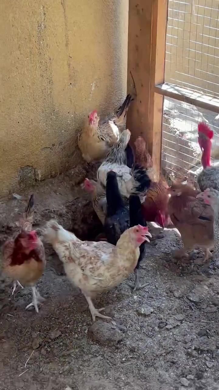 اعيد النشر بسبب الوعود الكاذبة مو شراي لا تتصل ولا تراسني متاح دجاج عرب العدد20سعر ازوج (25)قفل قفل +عشر فراريج سعر عزوج 10قفل قفل ديالى بعقوبة لحديد ***********
