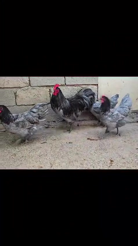 بسم الله مشاءالله
متاح لدينا بيض استرالوب الماني ديل طويل 🥚💯✔️.   شرط خط اول دماء نقيه 💯✔️
من حلال  ابو علي الحمداني 💯✔️
من أعلى واجمل مستويات 💯✔️
حلال غني عن التعريف 💯✔️
عنواننا موصل الايسر رشيدية /رشيدية 

توصيل موجود للباب البيت بتغليف امن 💯

اتواصل وتساب وخاص مفتوح.                    
*********** 📞 رقم هم بي وتساب
