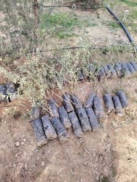 زيتون إسباني • شجرة تفاح • أشجار نيبالي