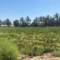 الهلالي ش5 • ٥ دونم • ماء متوفر