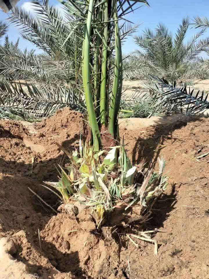 تتوفر لدينا كافة أنواع وصنوف فسائل النخيل الأصلية
نوفر تشكيلة مميزة من الفسائل بجميع الأصناف:
✔️ برحي
✔️ خستاوي
✔️ بريم
✔️ عمران
✔️ تبرزل
✔️ مكتوم
✔️ جمالي
✔️ اشرصي
✔️ بربن
✔️ حمراوي
✔️ شكر
✔️ شوثي أصفر

🔸 فسائل عراقية أصلية 100%

🌿 نضمن جميع أنواع الفسائل لعملائنا الكرام، بموثوقية عالية وخبرة في خدمة المزارع.
🌿 توفر كافة الأحجام حسب الطلب، مع خدمة توصيل لجميع محافظات العراق.
🌿 ضمان على الثمرة والتلقيح وتوفير الإدامة الكاملة للفسائل لسنوات، بالإضافة إلى الاستشارات الزراعية.

✔️ مستعدون للتجهيز للمؤسسات الحكومية والمشاتل وكافة المزارع الخاصة والعامة.
✔️ البيع بالجملة والمفرد مع ضمان النقل والزراعة.

للحجز والاستفسار، تواصلوا معنا عبر الزر أسفل المنشور أو من خلال الاتصال على الأرقام التالية:
📞 ***********
