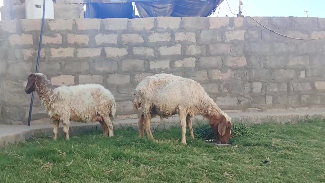 بسم الله نعاج فتيات عشار وصلن الوحده على 175 ارخص حلال بسوك عندي


**إذا كنت صاحب هذا الإعلان وتريد حذفه لأي سبب، رجاءا أرسل رسالة إلى الدعم الفني**
