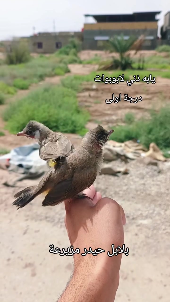 العنوان القرنة مزيرعه
يابه ذني لابوبوات ***********
درجة اولى زوج  ب50 الف  #لواحد_25_الف
