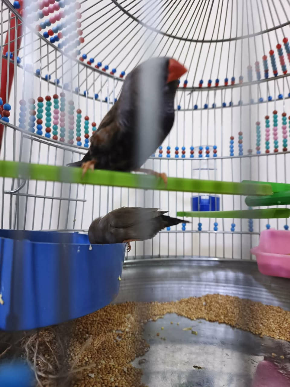 متاح للبيع هنه وتعلاكه فناجس باكستاني مكاني بغداد المعامل العماري
رقم .***********
