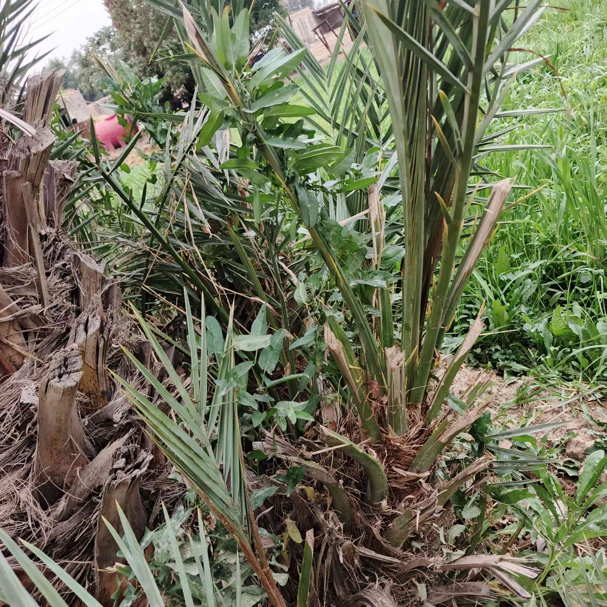 للبيع فسايل نخل خظراوي حر المكان الناصريه قظاء الفجر رقمي ***********
