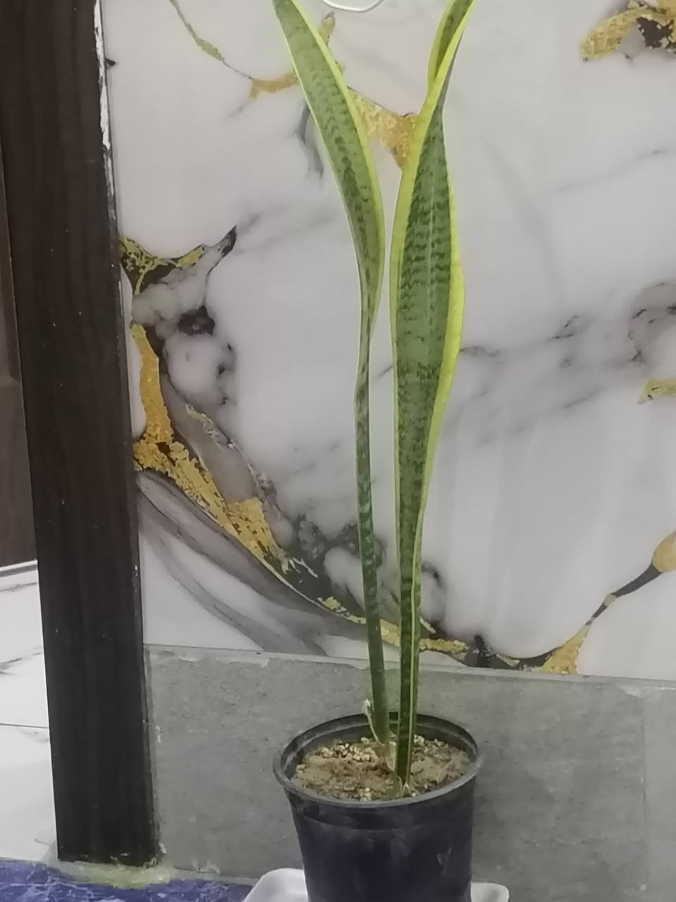 مطاط عراقي مع
جلد النمر ٣ السعر ٢٠ الزعفرانيه شارع البطل


**إذا كنت صاحب هذا الإعلان وتريد حذفه لأي سبب، رجاءا أرسل رسالة إلى الدعم الفني**