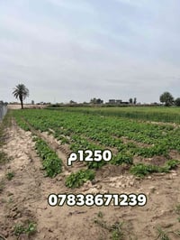 القصر الأوسط • ١٢٥٠متر • على النهر